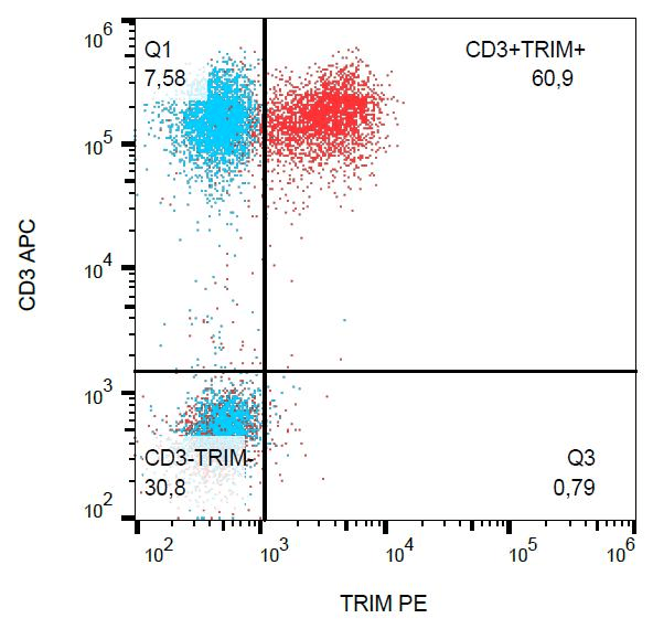 TRAT1 / TRIM Antibody (aa29-186, clone TRIM-04, PE)