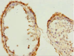 CDC7 Antibody