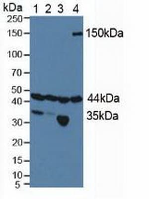 HIF1AN Antibody (aa2-349, PE)