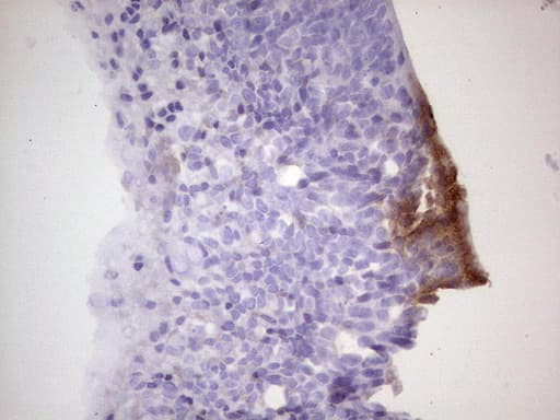 CDKL2 Antibody (aa291-493, clone OTI12C2, Carrier-free)