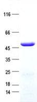 Human ZCCHC18 Protein (Recombinant His, N-Terminal)