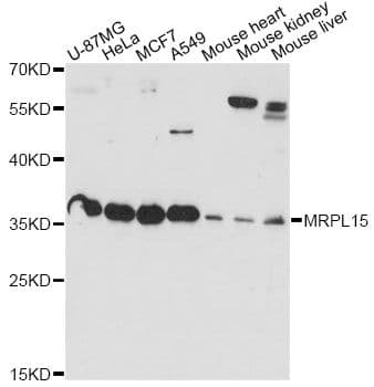 MRPL15 Antibody