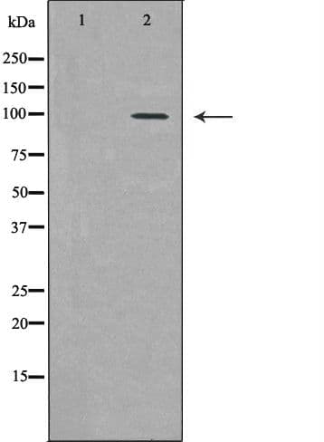 Polyclonal Rabbit anti-Human PML Antibody (IHC, IF, WB)