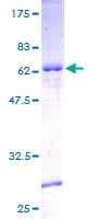 Human POU5F2 Protein (Recombinant GST)