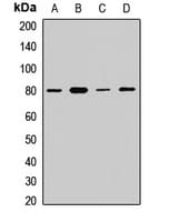 APPL1 / APPL Antibody