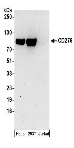 CD276 / B7-H3 Antibody (aa350-400)