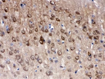 UCHL1 / PGP9.5 Antibody