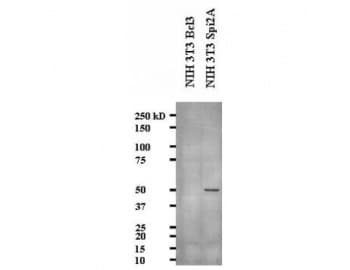 Serpina3g Antibody (clone MoFo29.2)