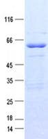 Human TAF9B Protein (Recombinant GST, N-terminus + His, C-terminus)