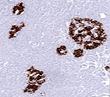 Insulin Antibody (aa1-84, clone E2-E3 or INS04, Ready-to-Use)