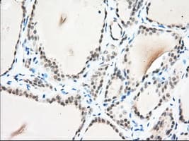 USP5 Antibody (clone OTI1F8)