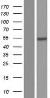 CCM2 / Malcavernin Protein (Over-Expression Lysate Myc-DDK (Flag))