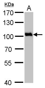 IHC-plus™ VCP Antibody (aa1-206)