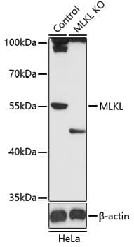 MLKL Antibody