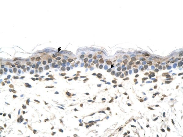 FTCD / 58K Golgi Protein Antibody (aa180-229)