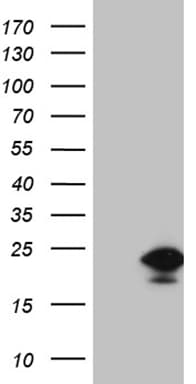 Monoclonal Mouse anti-Human EDF1 / MBF1 Antibody (clone OTI7B6, WB)