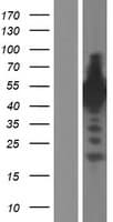 SYN3 / Synapsin III Protein (Over-Expression Lysate Myc-DDK (Flag))