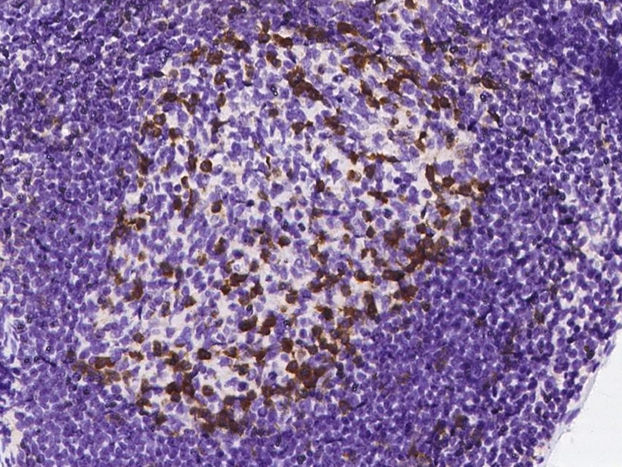PDCD1 / CD279 / PD-1 Antibody (clone 09, Preservative Free)