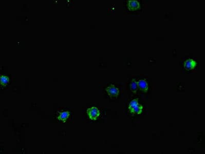 TLR1 Antibody