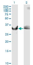 Monoclonal Mouse anti-Human GAPDH Antibody (clone 3C2, WB)