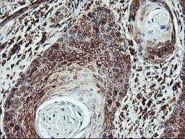 ATG3 Antibody (clone OTI3H2)