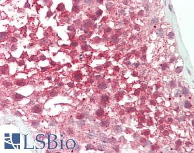 TIP48 / RUVBL2 Antibody (aa147-196)