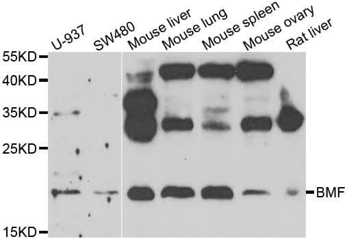 Polyclonal Rabbit anti-Human BMF Antibody (IHC, WB)