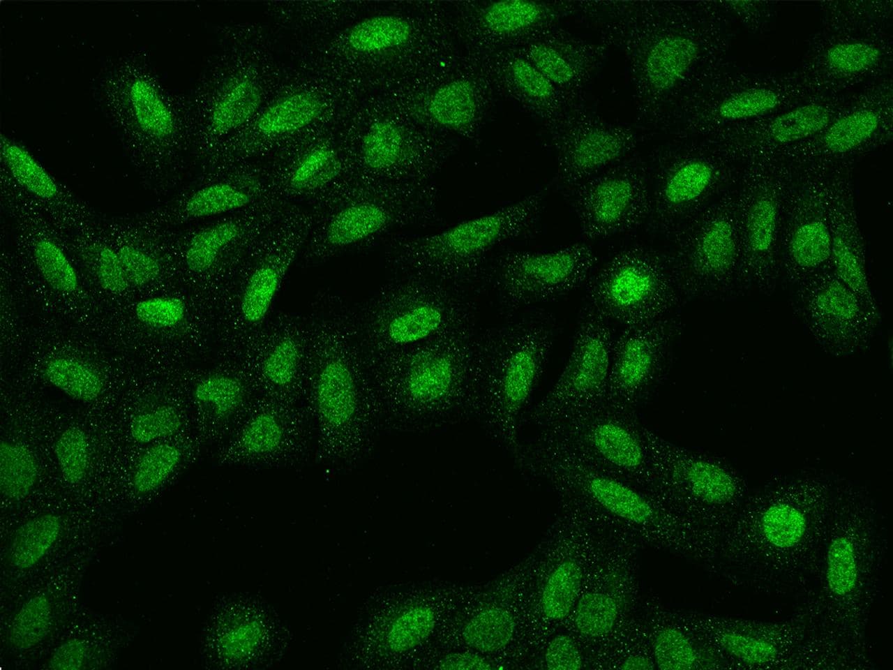 Polyclonal Rabbit anti-Human SPATA31E1 / C9orf79 Antibody (IF)