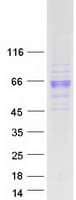 Human PSG1 / CD66f Protein (Recombinant Myc-DDK (Flag))