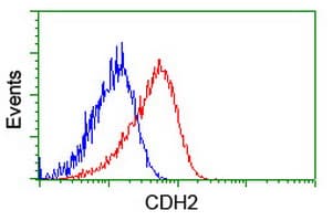 CDH2 / N Cadherin Antibody (clone OTI2G7)