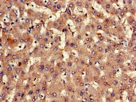 Polyclonal Rabbit anti-Human EXT2 Antibody (IHC)