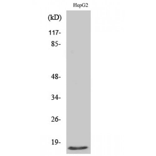 SCGB2A1 / Mammaglobin B Antibody (10-90 aa, N-terminal)