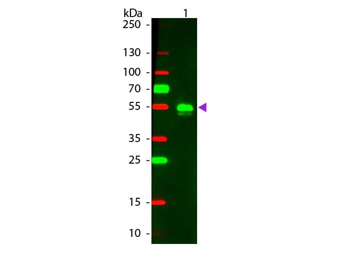 Polyclonal Donkey Anti-Rabbit IgG Secondary Antibody (TRITC, IF, WB)