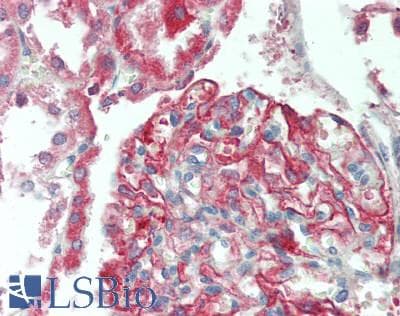 IHC-plus™ PTPRO Antibody (aa30-300)