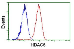 HDAC6 Antibody (clone OTI4C5)