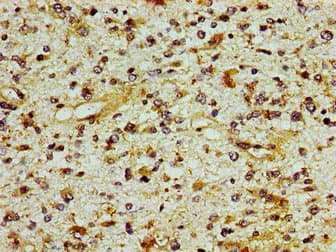 ING1 Antibody