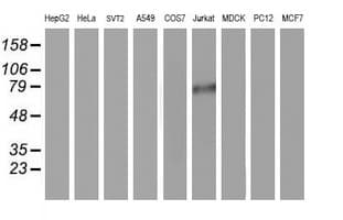 PDE4B Antibody (clone OTI3A10)