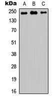 MED12 Antibody (Internal)