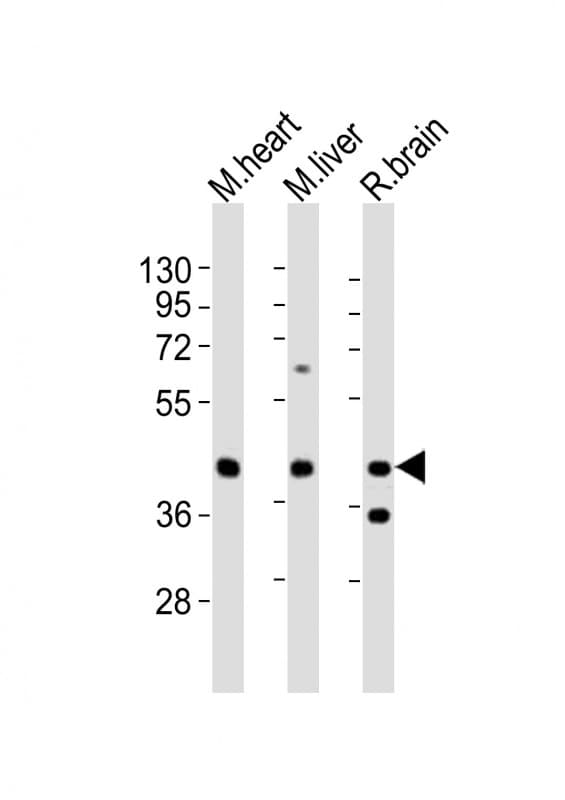 Polyclonal Rabbit anti-Mouse P2RY4 / P2Y4 Antibody (aa5-42, WB)