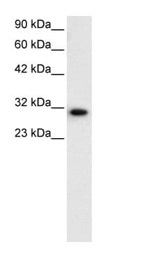D-Binding Protein / DBP Antibody (aa41-90)