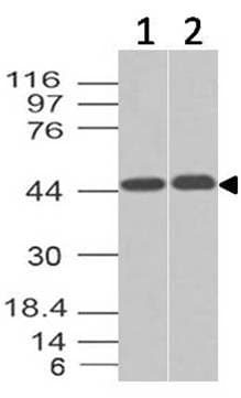 NAPSA / NAPA / Napsin A Antibody