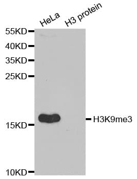 Histone H3 Antibody (Tri-Methyl-Lys9)