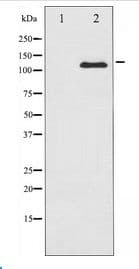 c-Kit / CD117 Antibody