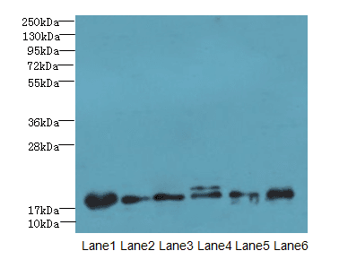 C5orf24 Antibody