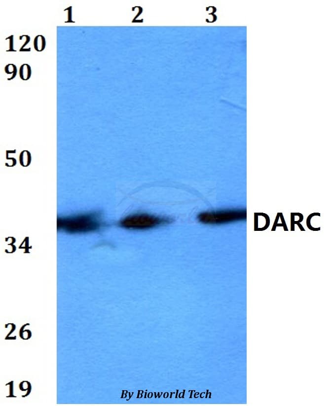 ACKR1 / DARC Antibody
