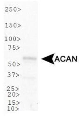 ACAN / Aggrecan Antibody (DY488)