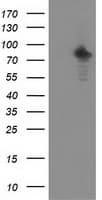 PRKCE / PKC-Epsilon Antibody (clone OTI4D12)