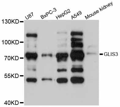 GLIS3 Antibody