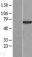 VPS45 Protein (Over-Expression Lysate Myc-DDK (Flag))