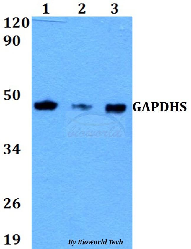 GAPDHS / GAPDS Antibody
